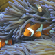Fish swimming through the coral on Australia's Great Barrier Reef.